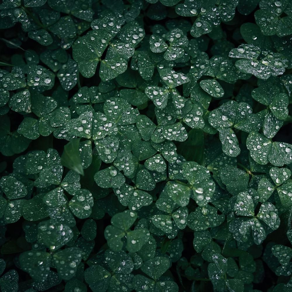 Trefles avec des gouttes de rosee du matin symbolisant l'engagement ecologique d'Auclair Creation